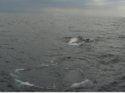 What is the primary food source for humpback whales?