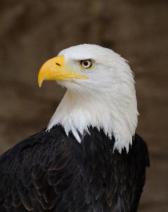Which is the only continent you can find bald eagles?