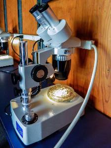 Which type of microscope is used to study microbial cultures?