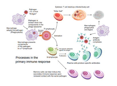 What is the role of the acquired immune system?