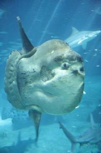 What is the largest bony fish in the world?
