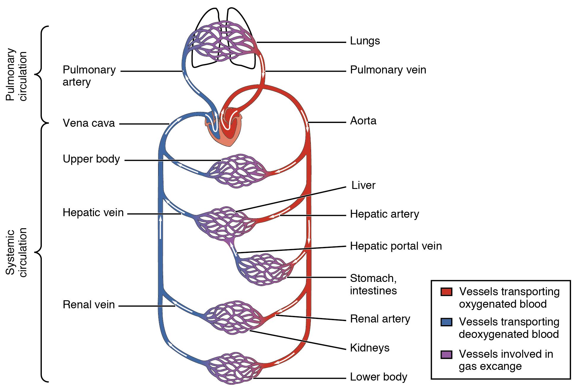 What is the main function of the heart?