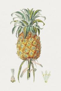 What is the name of the cartoon character who lives in a pineapple under the sea?