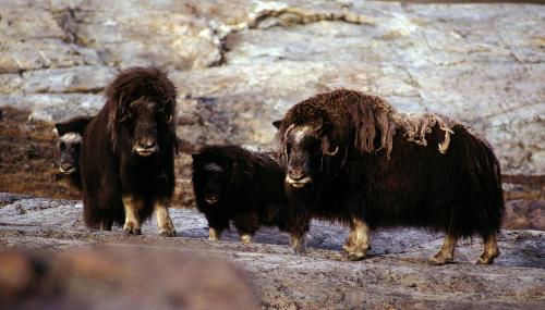 What type of eater is a musk ox?