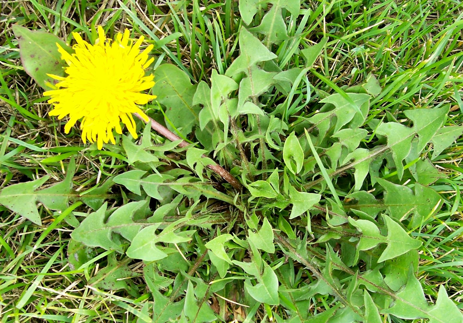 You look over at your neighbours house and they have a shit ton of weeds on their lawn! What do you do?