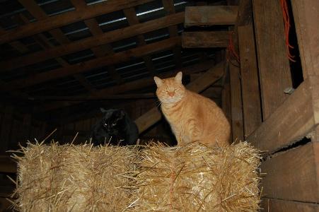 Barn cats are found in the stables of which style?
