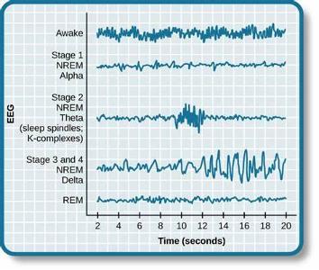 What is the term for the rhythmic pattern of sleep stages?