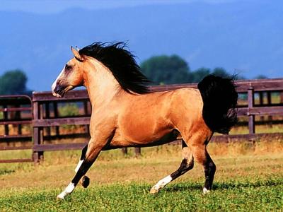 How would you describe the horse in the picture?