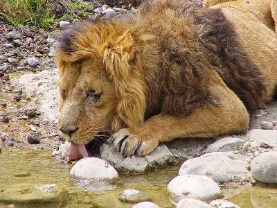 Which of the following best describes a lion's diet?
