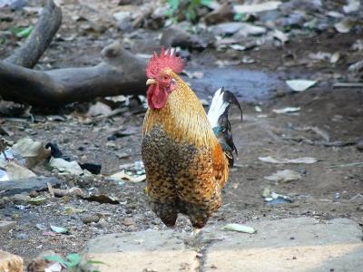 Which animal is known for its loud 'cock-a-doodle-doo' sound?