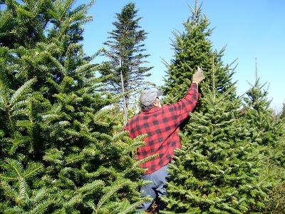 Which Spirit is made from Balsam fir trees?