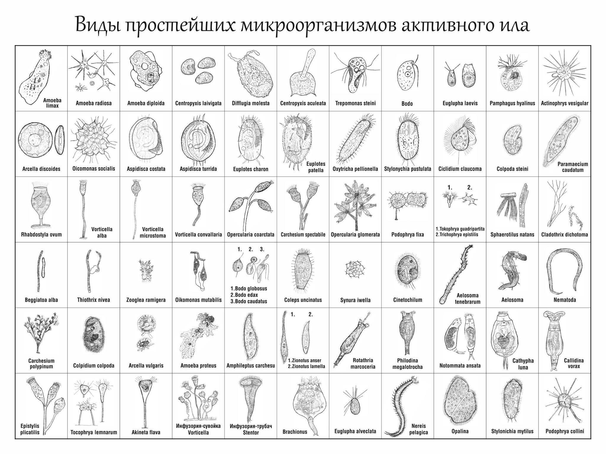 Which of the following is not a type of microorganism?