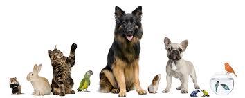 Dog, Cat, other