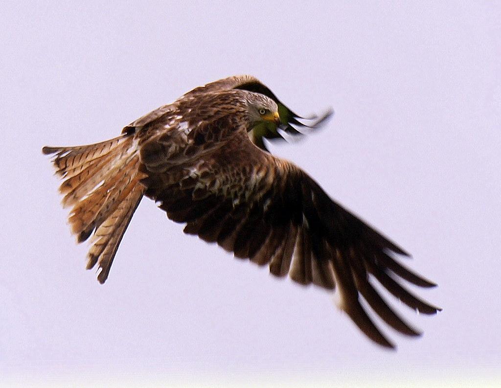 What is your preferred type of prey?