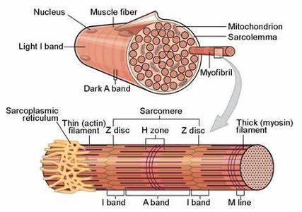 What is the main function of fiber in the body?