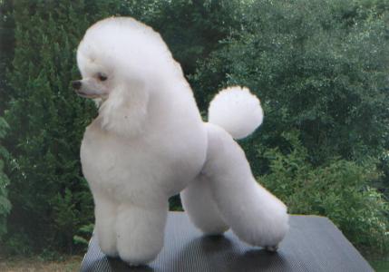 What breed is this?