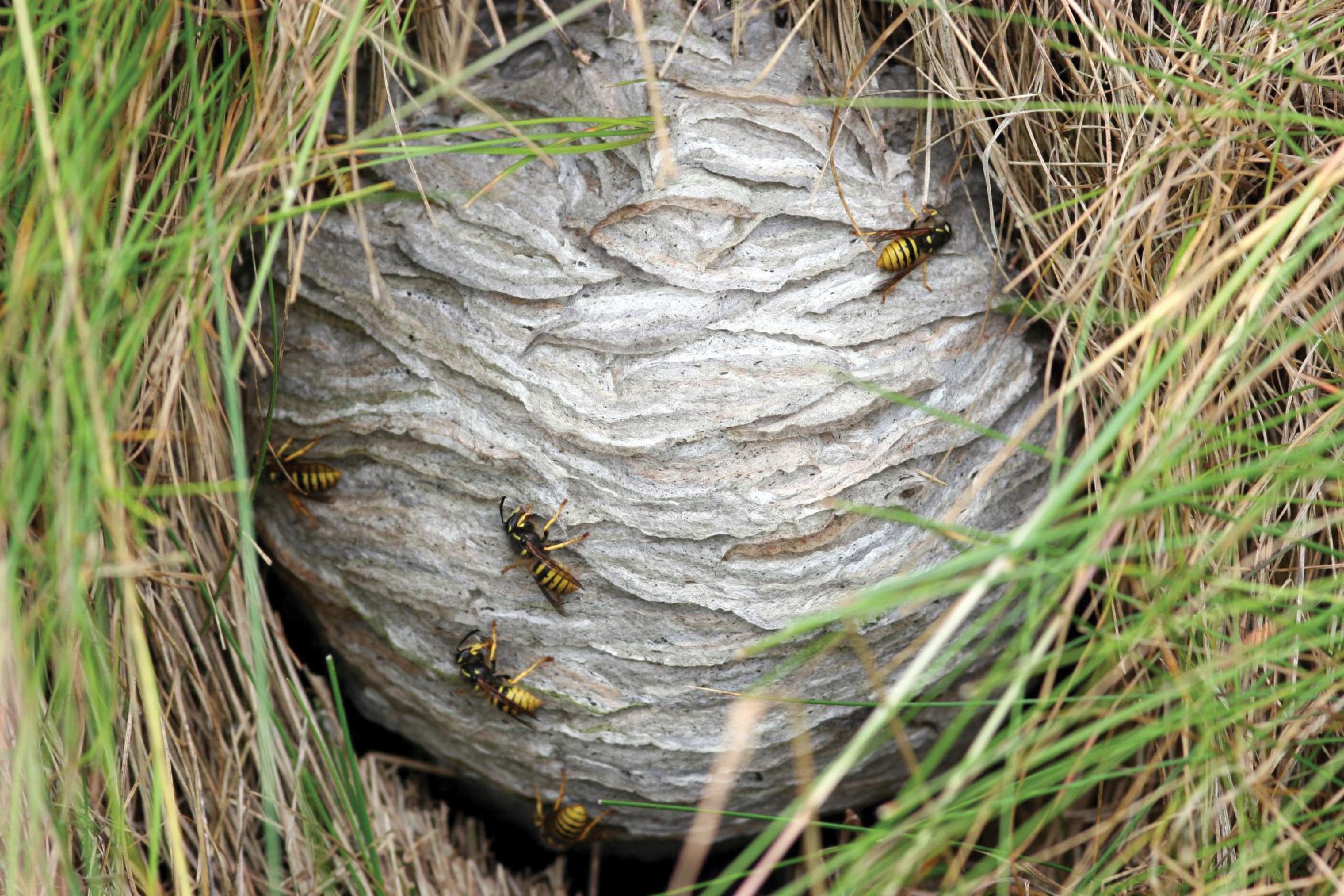 vespula wasp nid germanica hive bee nests guepes jacker wespennest germanique stinging lga