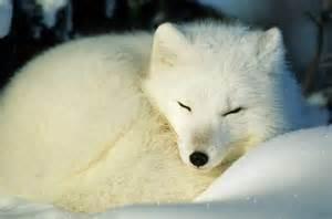 If you found an abanded Artic fox cub would you help it?