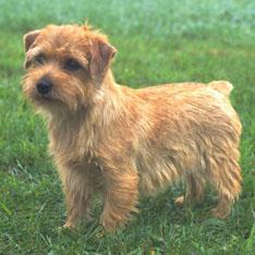 Alert, fearless, fun-loving, and more sociable than the usual terrier.