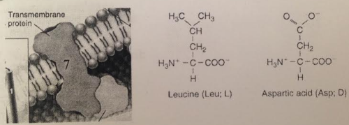 Note the models of aspartic acid and leucine shown below.  Based on the chemistry of the R groups (the variable or side group) only, which amino acid would more likely be in the bilayer interior at the position labeled 7 of the transmembrane protein?