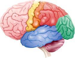 What is the name of the biggest part of the human brain?