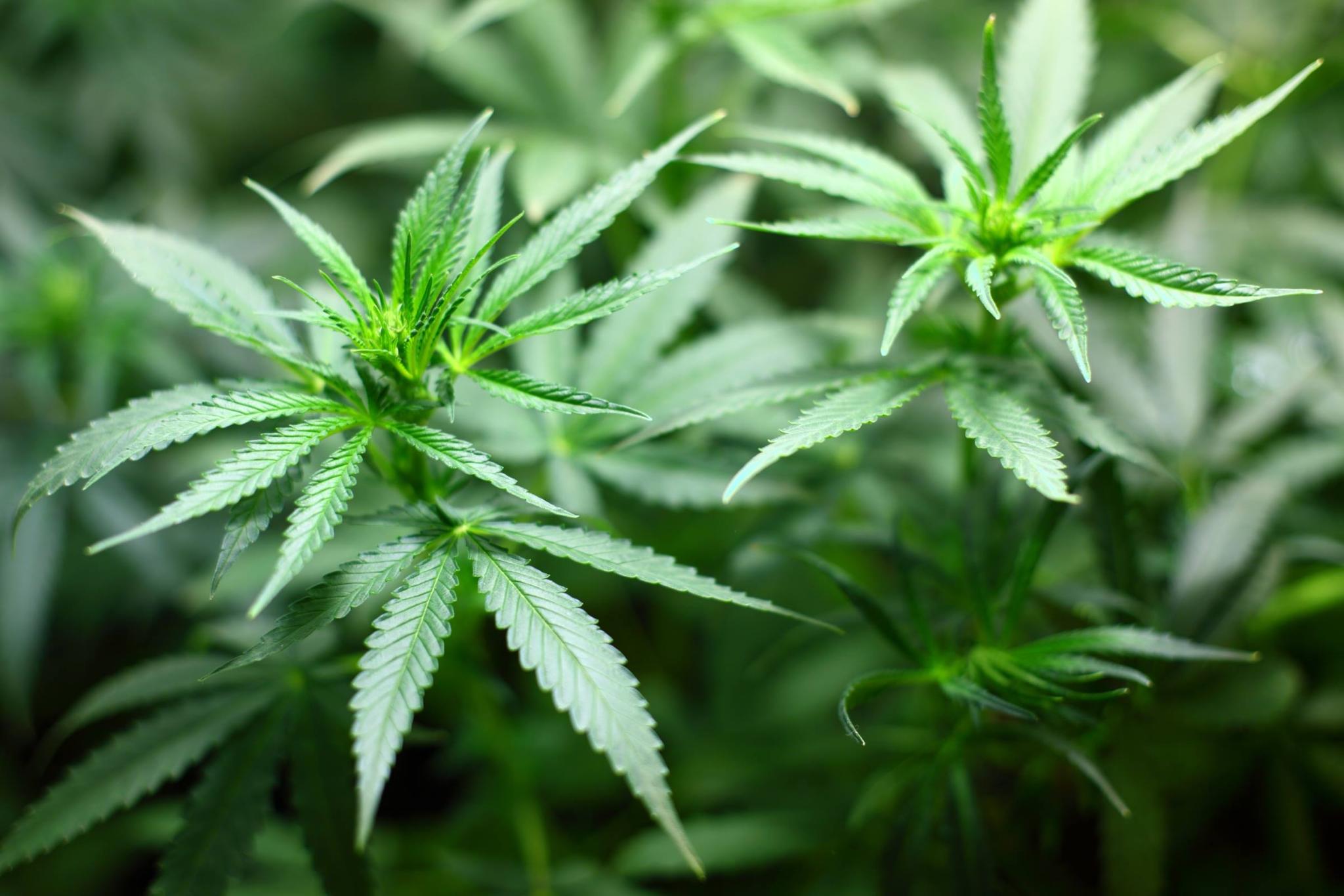 Which of the following is NOT a potential medical use of marijuana?