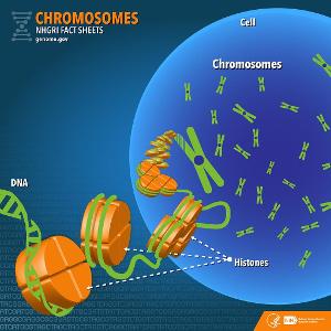 How many pairs of chromosomes are found in the human body?