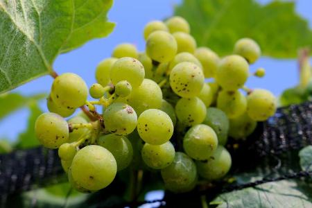 Which grape variety is commonly used in making Sauvignon Blanc wines?