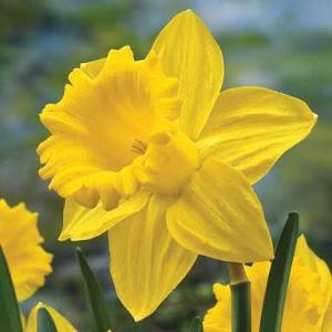 Daffodil:
