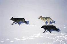 Are these wolves hunting, playing or travelling?