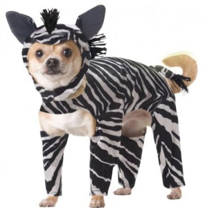 Would you have a pet or a zebra