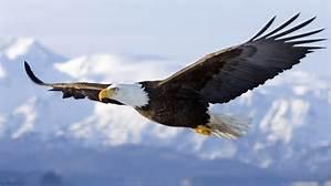 Snowflake Sillyeagle: Do you think YOU CAN FLY?!?! Random jammer: This will not go well, will it?