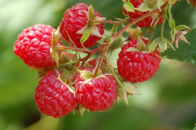 Raspberry: