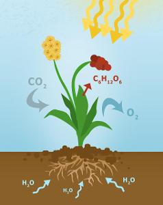 Which gas is released by plants during photosynthesis?