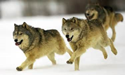 Are these wolves hunting, playing or travelling?