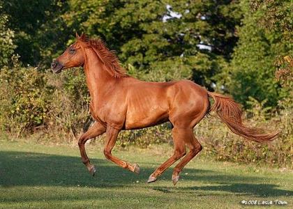 How fast can a horse gallop?