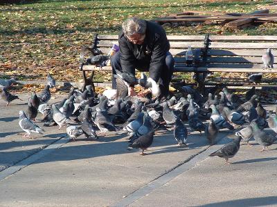 What's your opinion on feeding pigeons in public places?