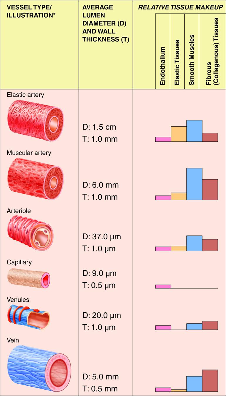 Which of the following is NOT an example of cardiovascular exercise?