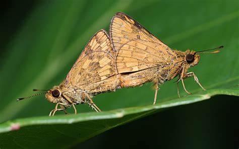 What adaptation do moths have which helps them keep hidden from predators?