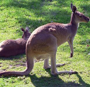 Which of the following allows the kangaroo to stay cool?