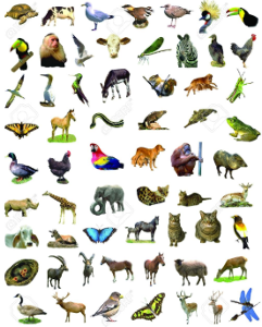 What is your favorite animal?