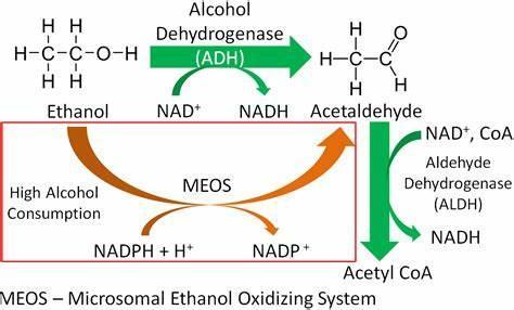 Which organ is primarily responsible for metabolizing alcohol?