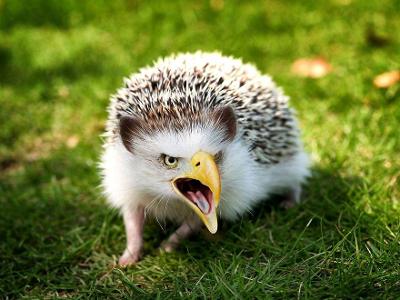Is this picture below real? I call it an hedgeeagle by the way