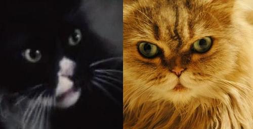 In The Hunger Games movie, Buttercup (the cat) is black, in Catching Fire, the movie, Buttercup is orange. What color is Buttercup in the books?