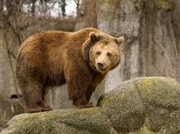 You come face to face with a bear. What would you do?  Hint: 2 choices