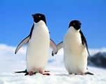 How do penguins mate?