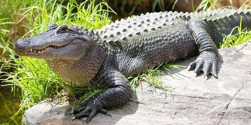 What age can an alligator live up to?