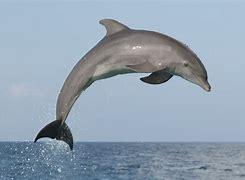 Dolphin