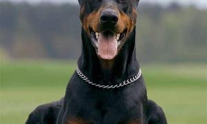 Doberman: scary, scares me, reserved and doesnt talk about anime addiction like its cute or funny