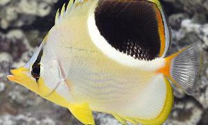 saddle butterfly fish